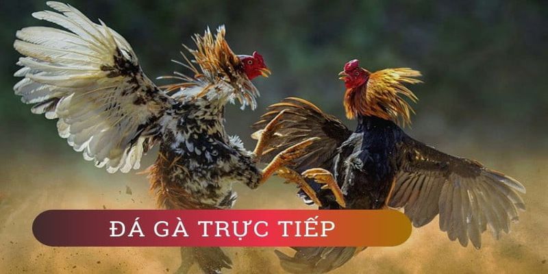Lịch sử trang web chính thức của Ds99 - Ds99