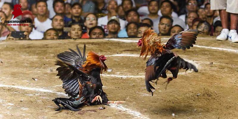 Chức năng ứng dụng 78Win - 78Win